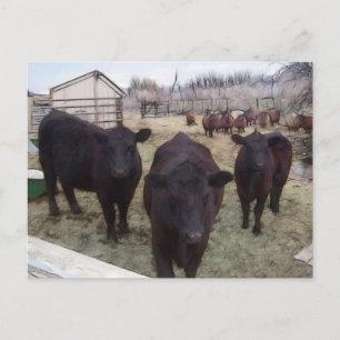 Barnyard Cattle Postcard