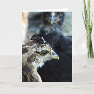 Barnyard Mixed Chicks Card