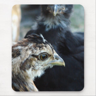 Barnyard Mixed Chicks Mouse Pad