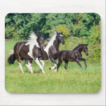 Barock Pinto Horses Herd with Cute Foal Galloping  Mouse Pad<br><div class="desc">Three horses,  warmblood horse baroque type,  barock pinto,  a cute 3 month old foal,  barock black,  running together with its dam and 2 years old sister,  in a green grass meadow. Photo taken by Katho Menden. This mouse pad is a gift idea for horse lovers.</div>