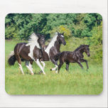 Barock Pinto Horses Herd with Cute Foal Galloping  Mouse Pad<br><div class="desc">Three horses,  warmblood horse baroque type,  barock pinto,  a cute 3 month old foal,  barock black,  running together with its dam and 2 years old sister,  in a green grass meadow. Photo taken by Katho Menden. This mouse pad is a gift idea for horse lovers.</div>