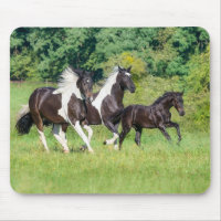 Barock Pinto Horses Herd with Cute Foal Galloping