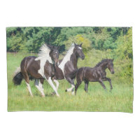 Barock Pinto Horses Herd with Cute Foal Galloping 