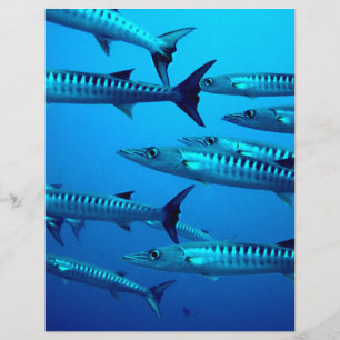 barracuda dive deep sea ocean water tropical wave flyer