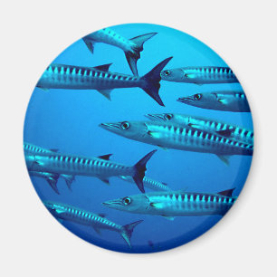 barracuda dive deep sea ocean water tropical wave magnet
