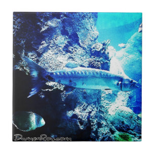 Barracuda Tile