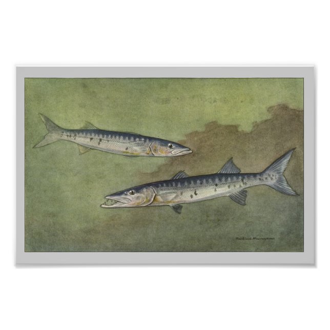 Barracuda Vintage Fish Print (Front)