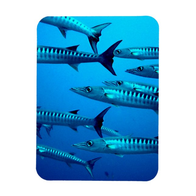 Barracudas Magnet (Vertical)