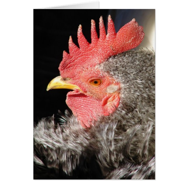 Barred Frizzle Rooster (Front)