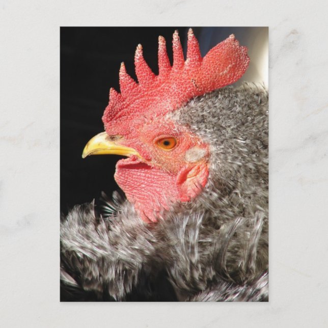 Barred Frizzle Rooster Postcard (Front)