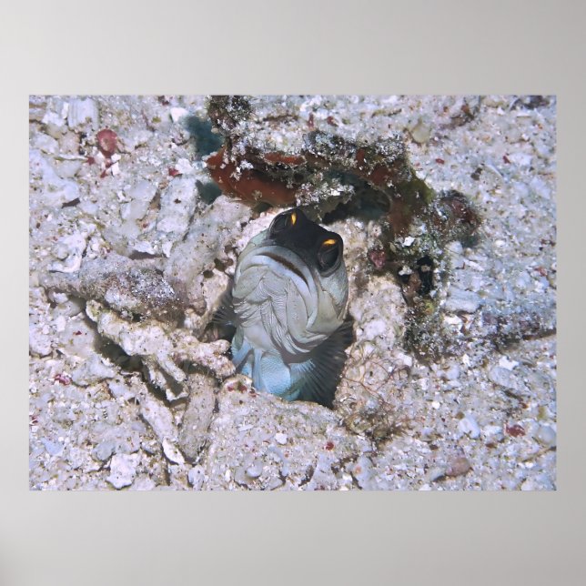 Barred Jawfish Poster (Front)