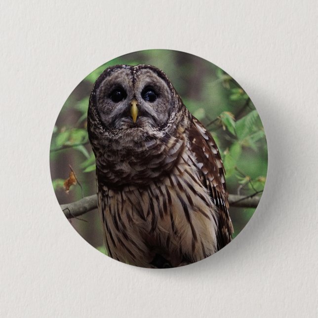 Barred Owl Button (Front)
