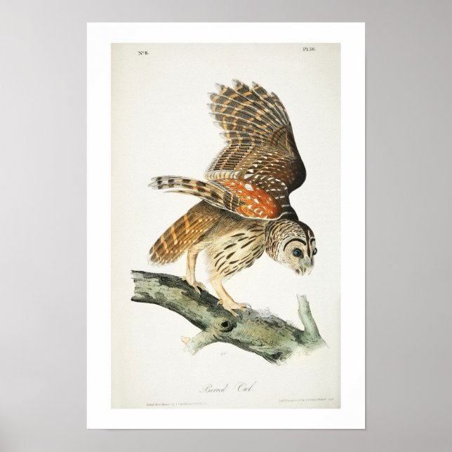 Barred Owl by Audubon Poster (Front)