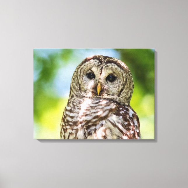 Barred Owl Canvas Print (Front)
