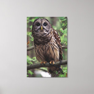 Barred Owl Canvas Print