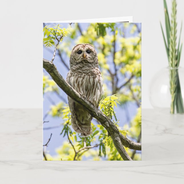 Barred Owl Card (Front)