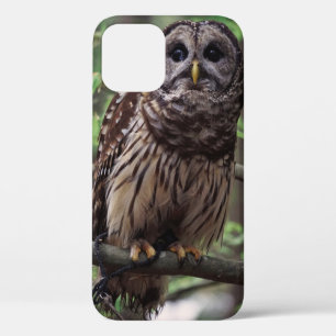 Barred Owl iPhone 12 Pro Case