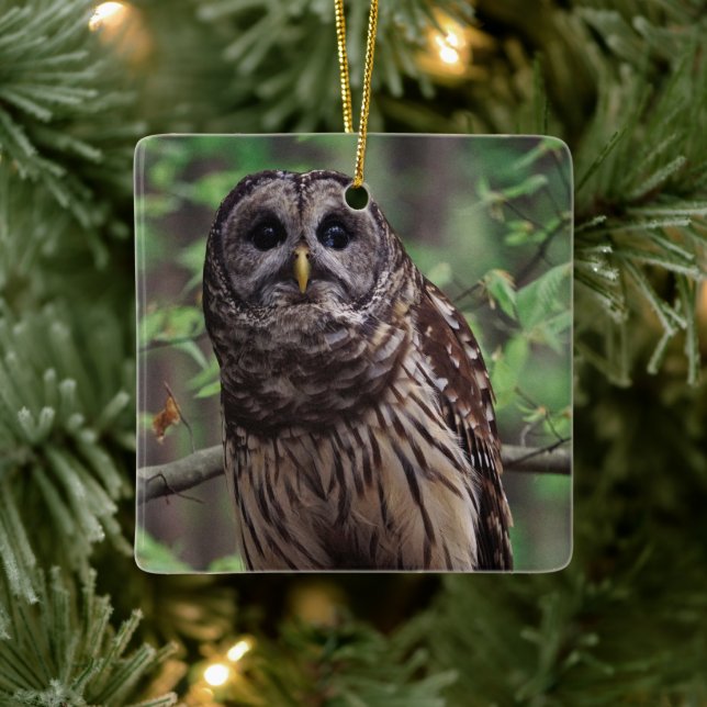 Barred Owl Ceramic Ornament (Tree)