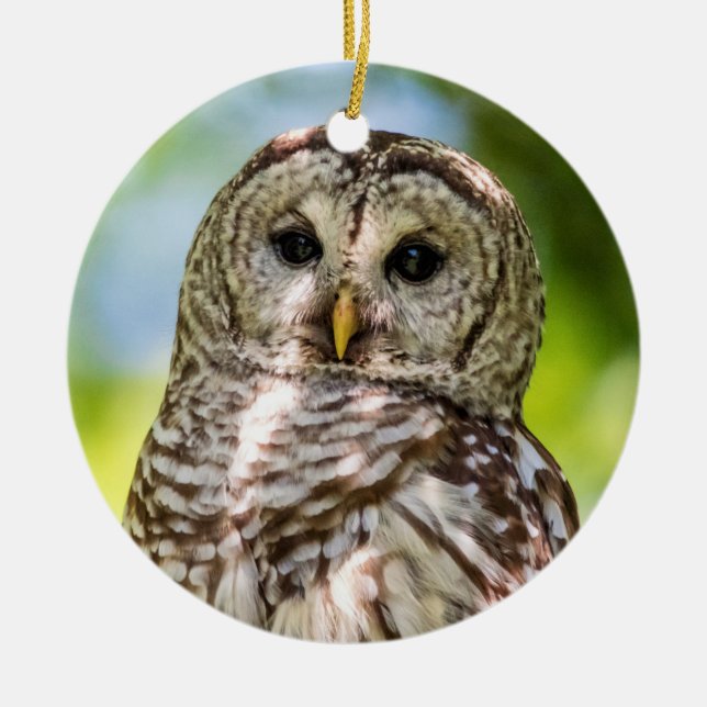Barred Owl Ceramic Tree Decoration (Front)
