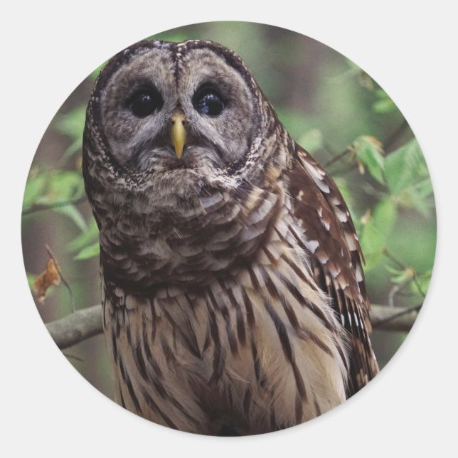Barred Owl Classic Round Sticker (Front)