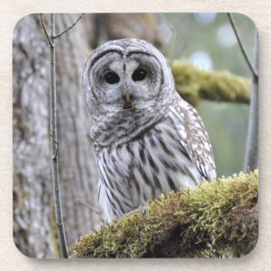 Barred Owl Coaster
