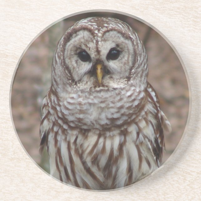 Barred Owl Coaster (Front)