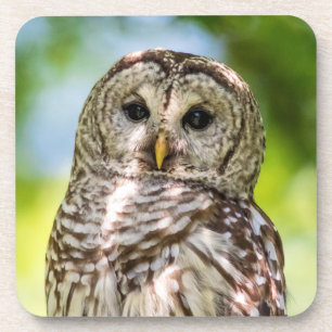 Barred Owl Coaster