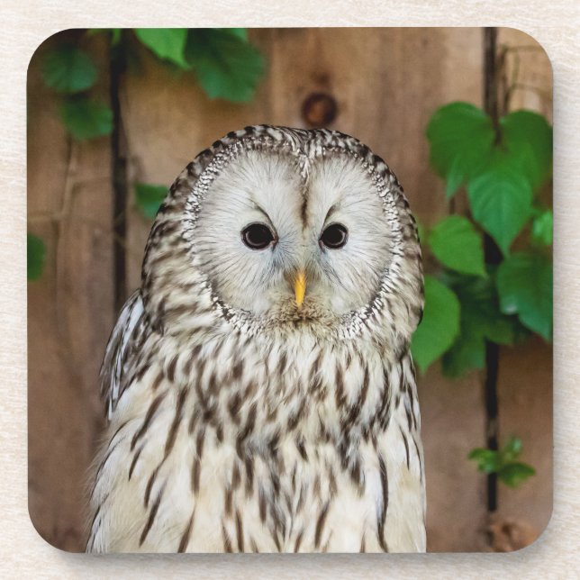 Barred Owl Coaster (Front)