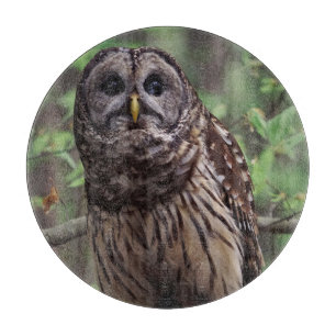 Barred Owl Cutting Board