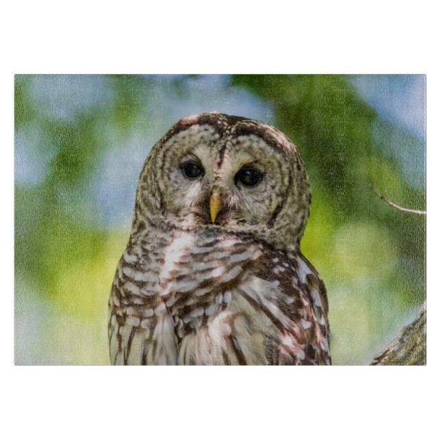Barred Owl Cutting Board (Front)