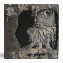Barred Owl - Here's Looking at You!