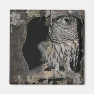 Barred Owl - Here's Looking at You! Magnet