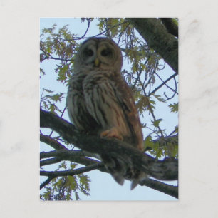 Barred Owl (Hoot Owl) Postcard