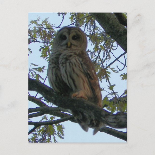 Barred Owl (Hoot Owl) Postcard (Front)
