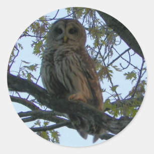 Barred Owl (Hoot Owl) Round Stickers