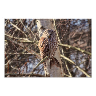 Barred Owl in a Birch Tree Photo Print