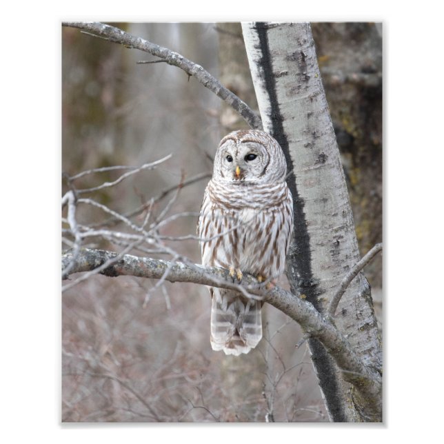 Barred Owl In A Bird Tree Photo Print (Front)