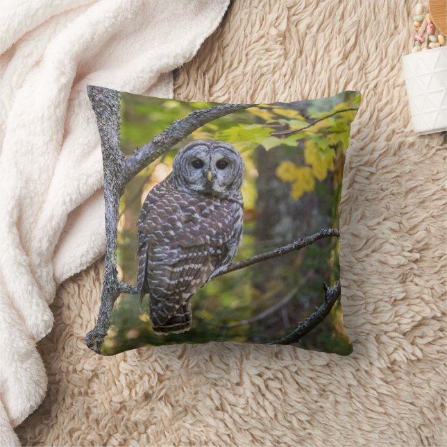 Barred Owl in Fall | Alger County, MI Cushion (Blanket)