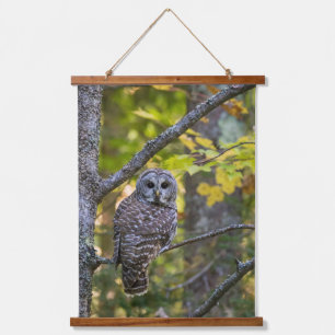 Barred Owl in Fall   Alger County, MI Hanging Tapestry