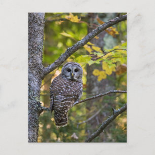 Barred Owl in Fall Alger County, MI Postcard