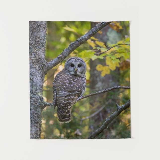 Barred Owl in Fall | Alger County, MI Tapestry (Front)