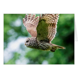Barred Owl in flight