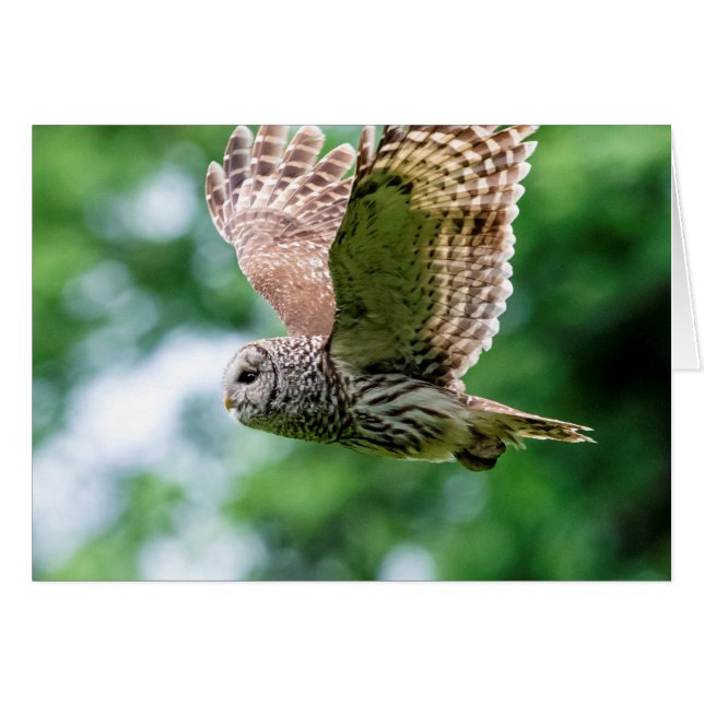 Barred Owl in flight (Front Horizontal)