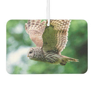 Barred Owl in flight Car Air Freshener