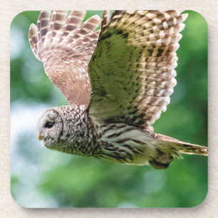Barred Owl in flight Coaster