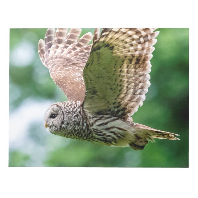 Barred Owl in flight Notepad (Front)