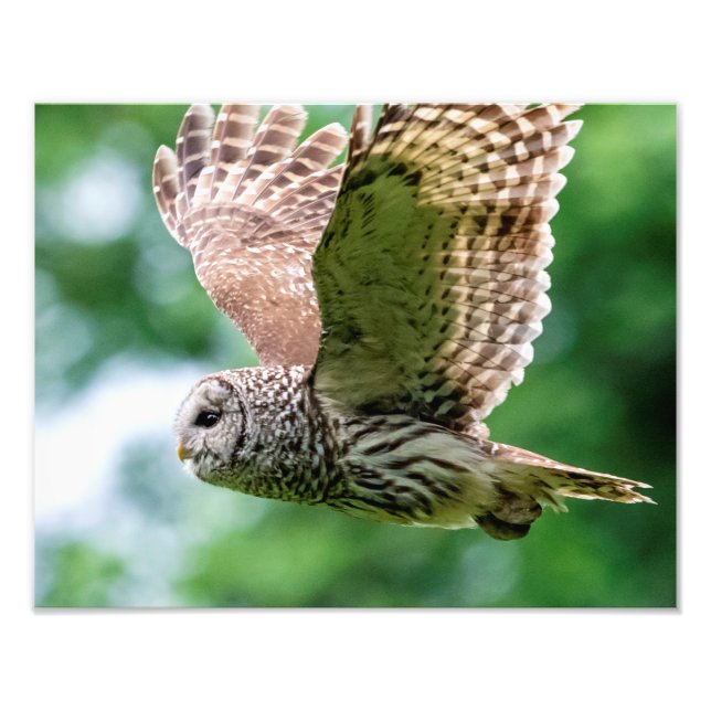 Barred Owl in flight Photo Print (Front)