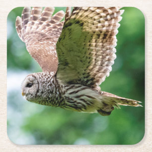 Barred Owl in flight Square Paper Coaster