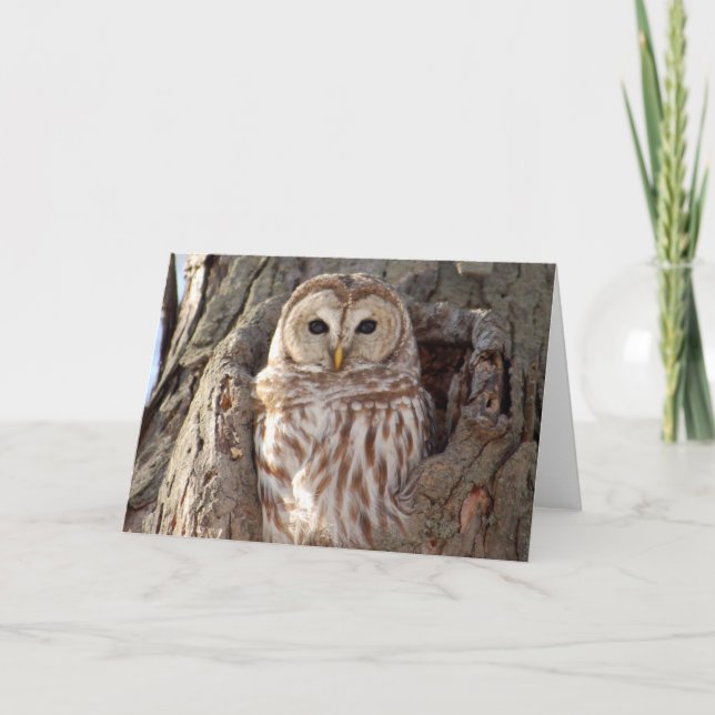 Barred Owl in Tree Nest Card (Front)