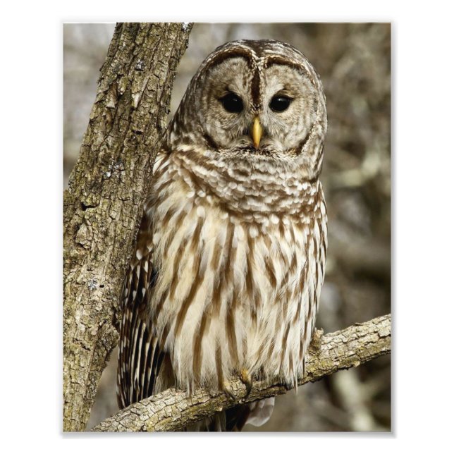 Barred Owl in Tree Photo Print (Front)